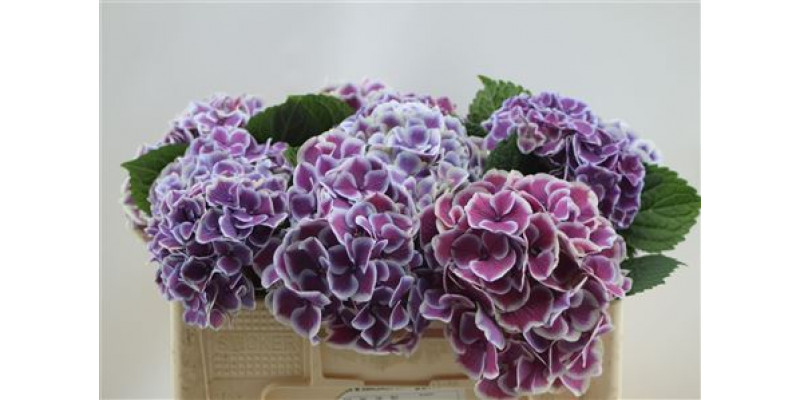 Hydrangea M Harlekijn Blue 50cm 50cm A1