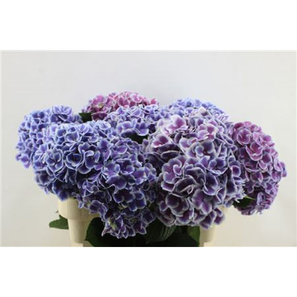 Hydrangea M Harlek Blue 80-22 80cm A1