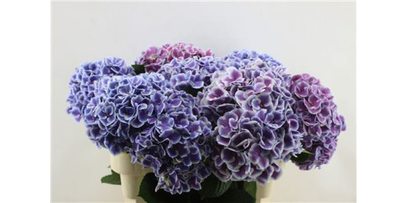 Hydrangea M Harlek Blue 80-22 80cm A1