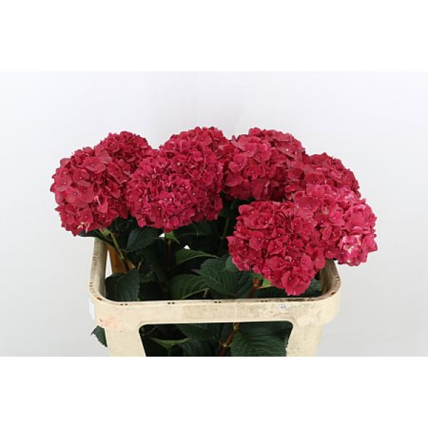 Hydrangea M Mag Rubyred 60cm A1