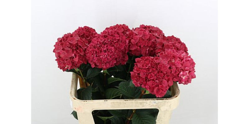 Hydrangea M Mag Rubyred 60cm A1