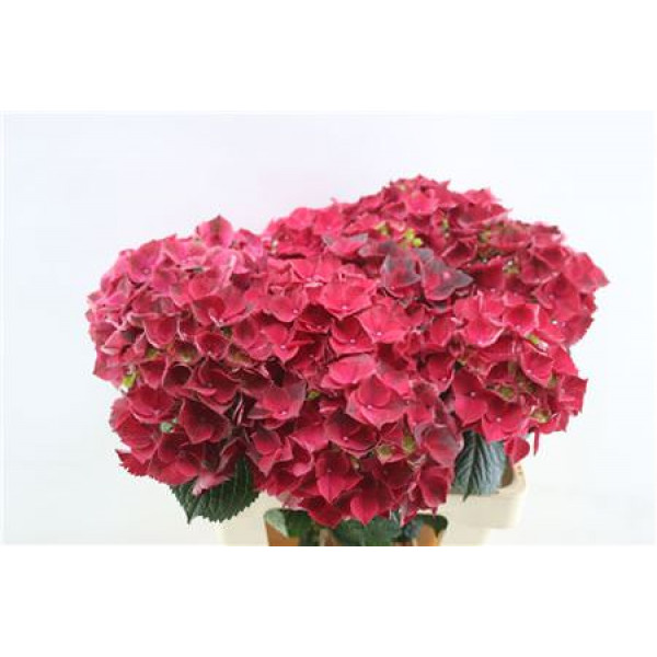 Hydrangea M Rubyred 60cm 60cm A1