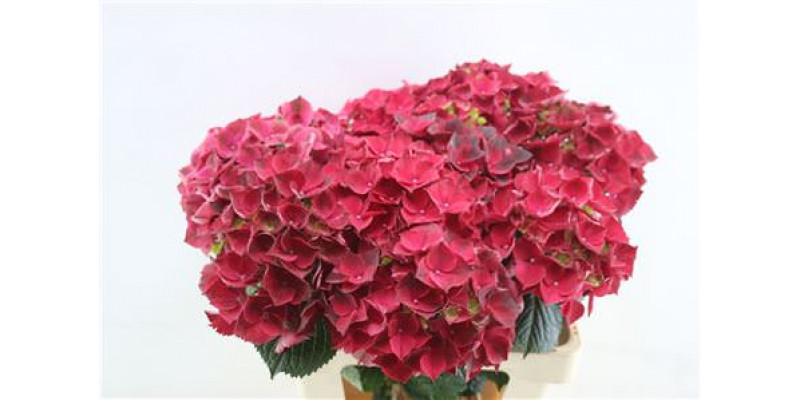 Hydrangea M Rubyred 60cm 60cm A1