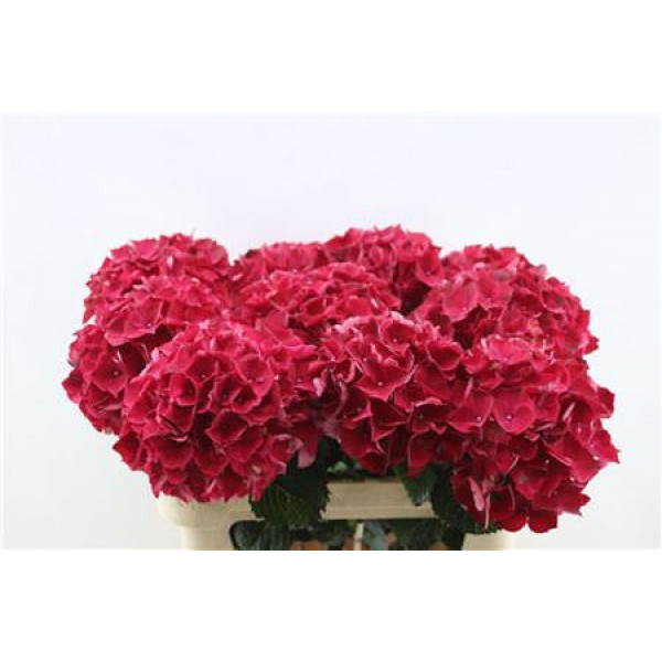 Hydrangea M Rubyred 80cm 80cm A1