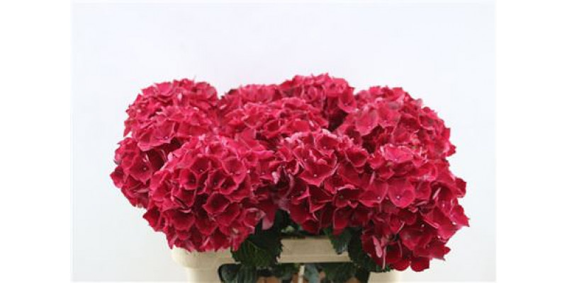 Hydrangea M Rubyred 80cm 80cm A1