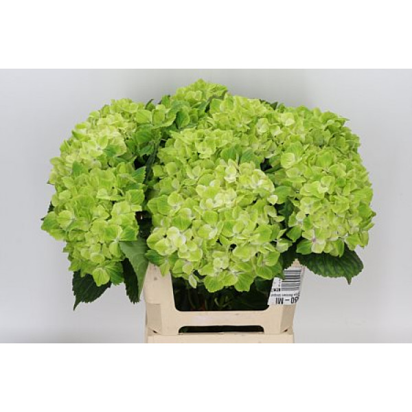 Hydrangea M Summgreen 50cm A1