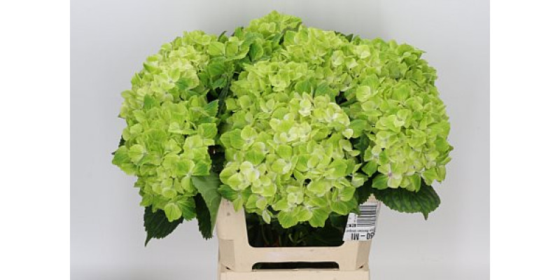 Hydrangea M Summgreen 50cm A1