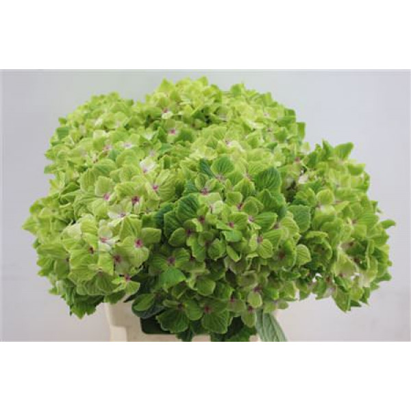 Hydrangea M Summgreen 60cm 60cm A1