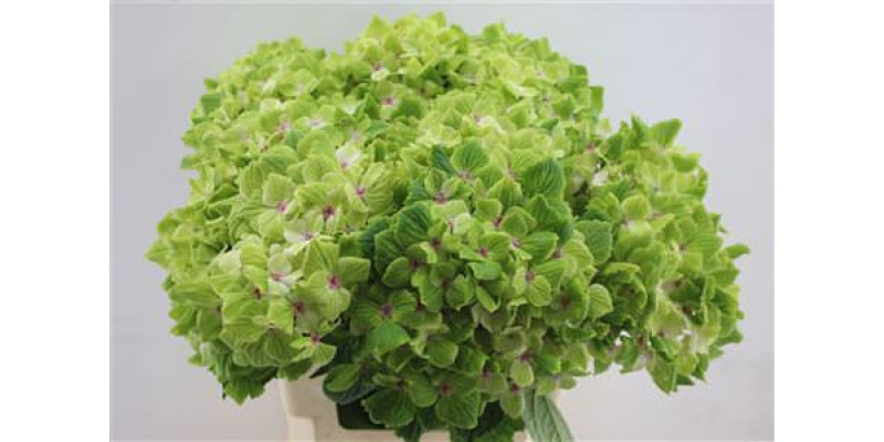 Hydrangea M Summgreen 60cm 60cm A1