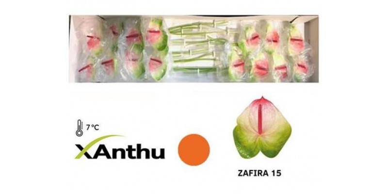 Anthurium Zafira X12 12cm 12 Col-Bicolor