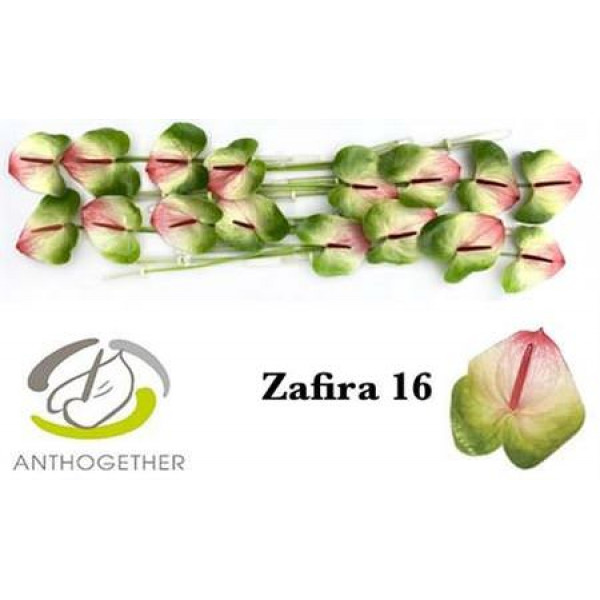 Anthurium Zafira X16 16cm 16 Col-Bicolor