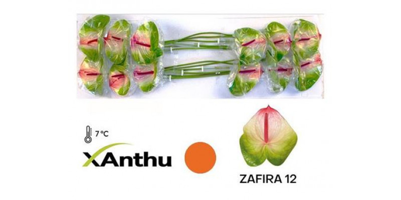 Anthurium A Zafira X12  Col-Bicolor