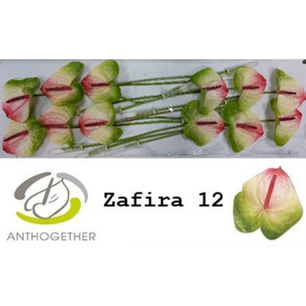 Anthurium A Zafira 12 A1