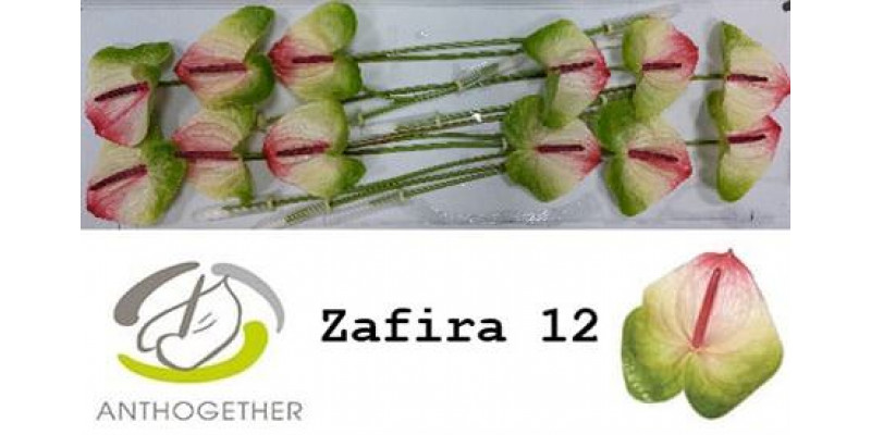 Anthurium A Zafira 12 A1