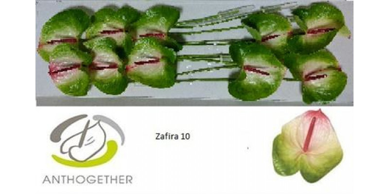 Anthurium A Zafira 10  A1