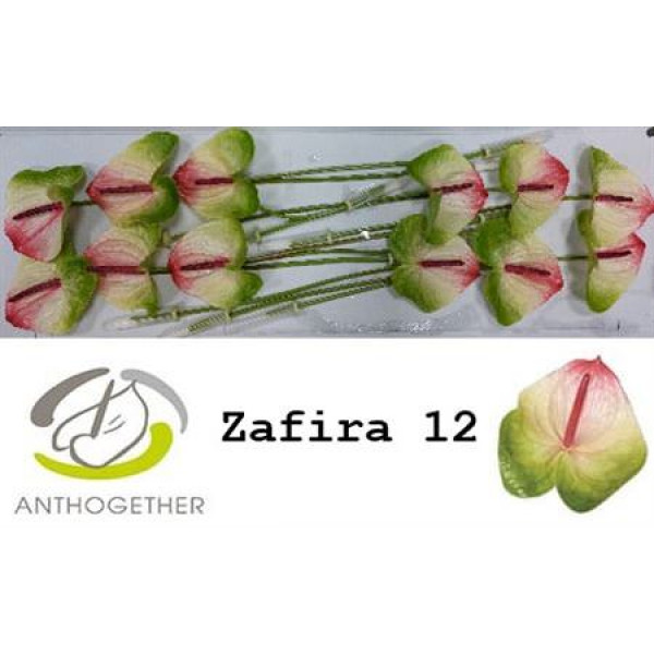 Anthurium A Zafira 12  A1