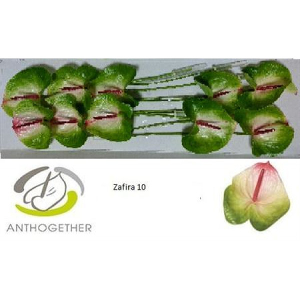 Anthurium A Zafira 10  A1