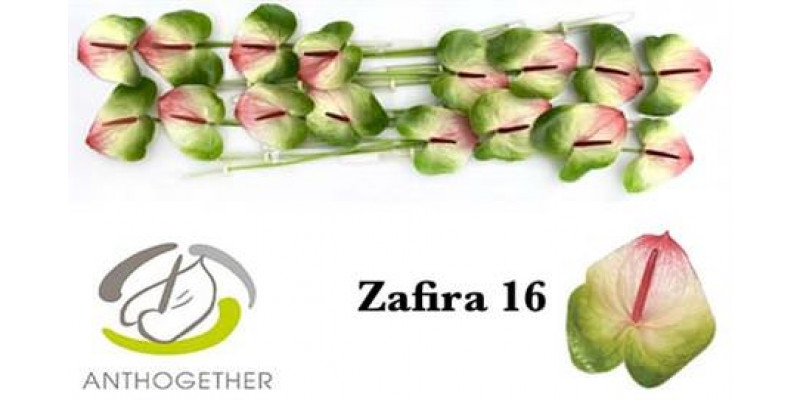 Anthurium A Zafira 16  A1