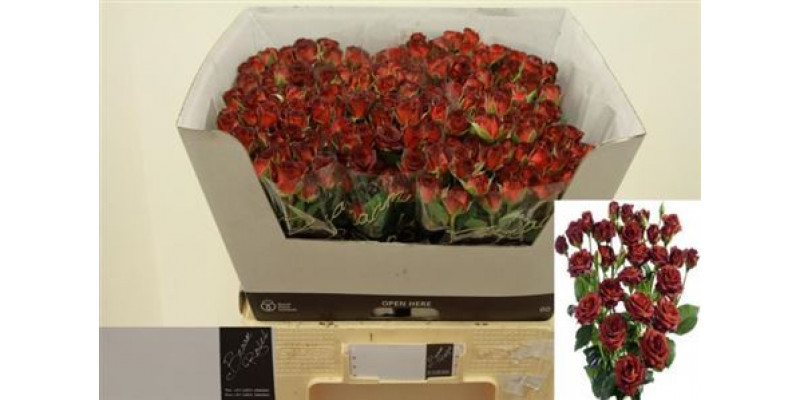 Rose Tr Chococino 60cm A1