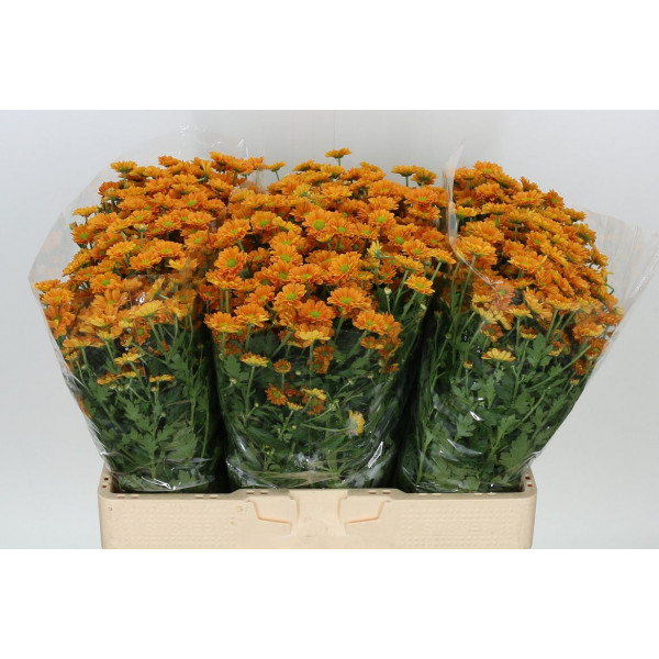 Chrysanthemums San Aaa Karibu 55cm A1 Col-Red