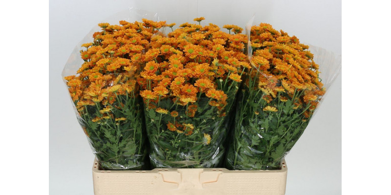 Chrysanthemums San Aaa Karibu 55cm A1 Col-Red