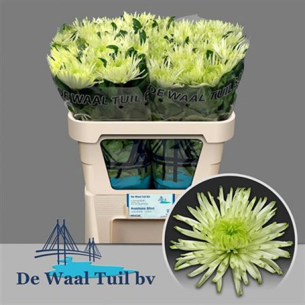 Chrysanthemums G Anastasia Star Mint 70cm  Col-White