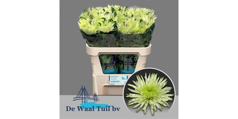Chrysanthemums G Anastasia Star Mint 70cm  Col-White