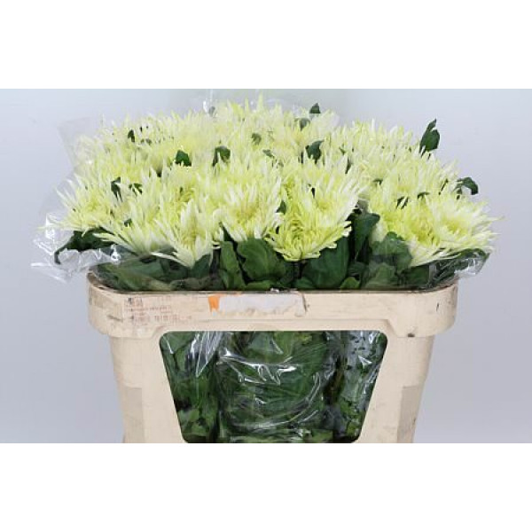 Chrysanthemums G Anast St Mint 70cm A1 Col-White