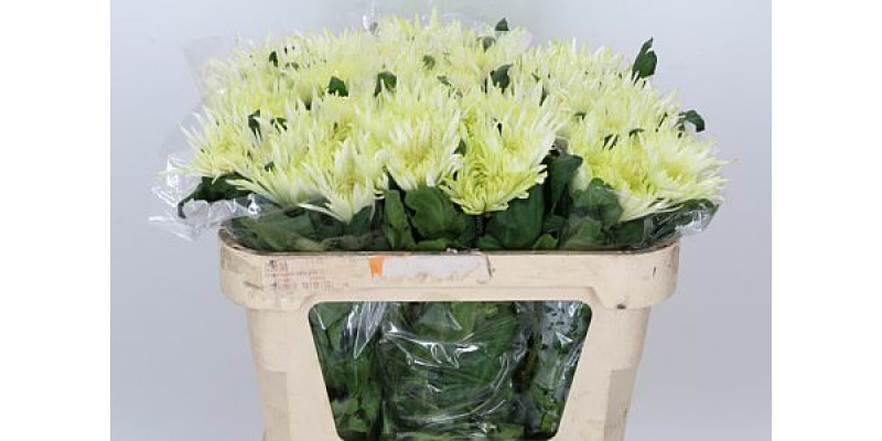 Chrysanthemums G Anast St Mint 70cm A1 Col-White