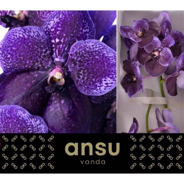 Orchid Vanda Divana Lilac And Aubergine 0cm A1 Col-Purple