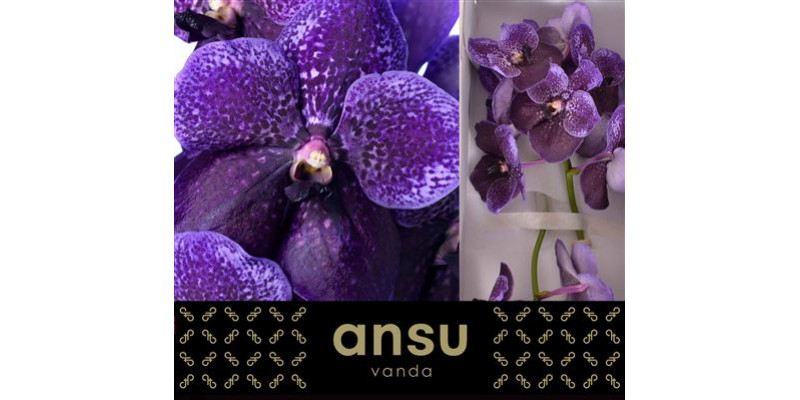 Orchid Vanda Divana Lilac And Aubergine  A1