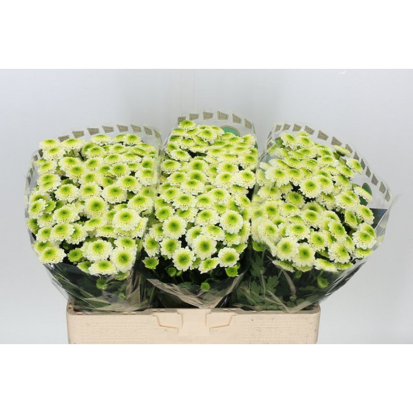 Chrysanthemums San Aaa Solange 55cm A1 Col-Cream