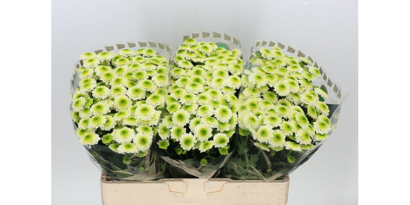 Chrysanthemums S Aaa Solange 55cm A1 Col-Cream