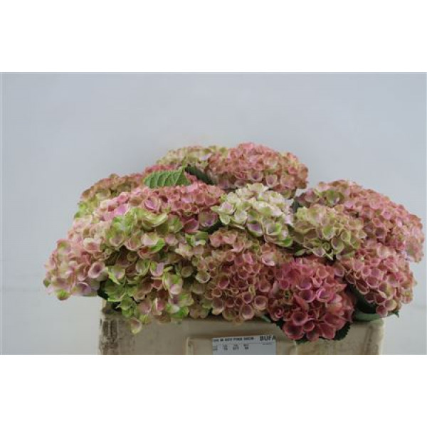 Hydrangea M Rev Pink 50cm 50cm A1