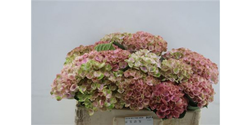 Hydrangea M Rev Pink 50cm 50cm A1