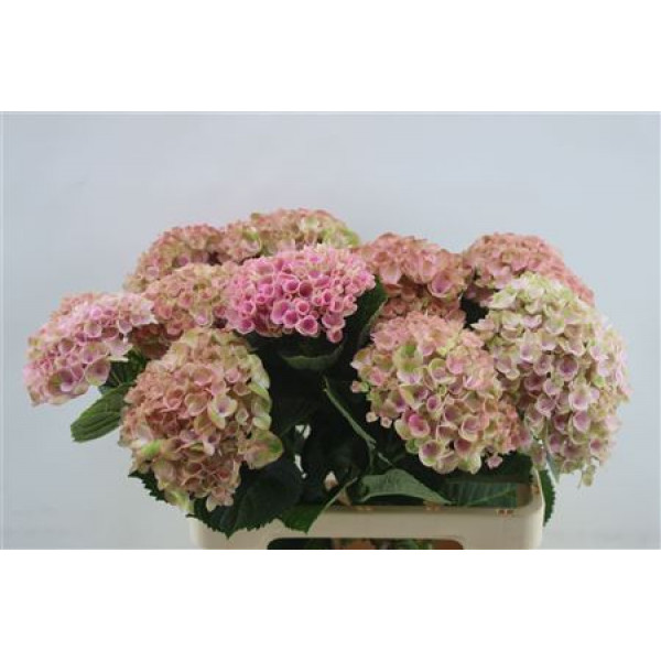 Hydrangea M Rev Pink 60cm 60cm A1