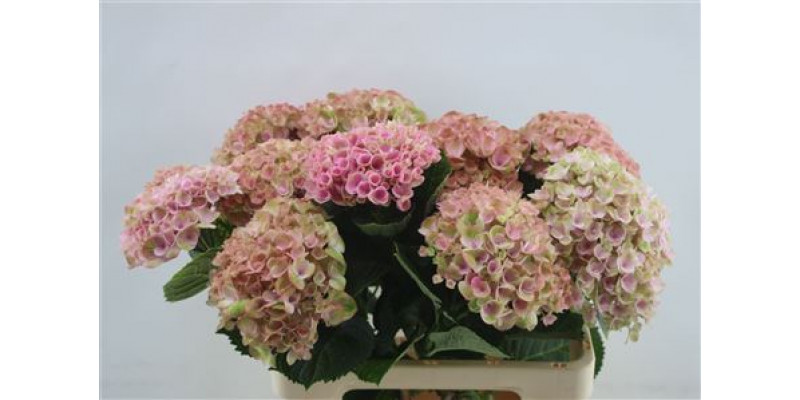 Hydrangea M Rev Pink 60cm 60cm A1