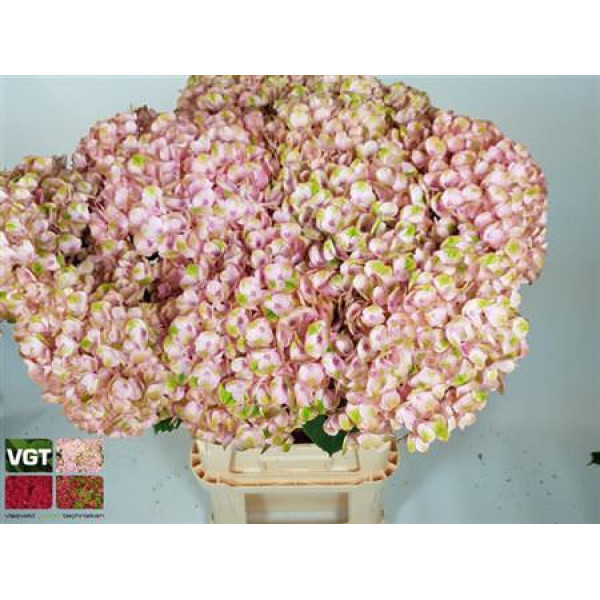 Hydrangea M Revolu Pink 80cm 80cm A1