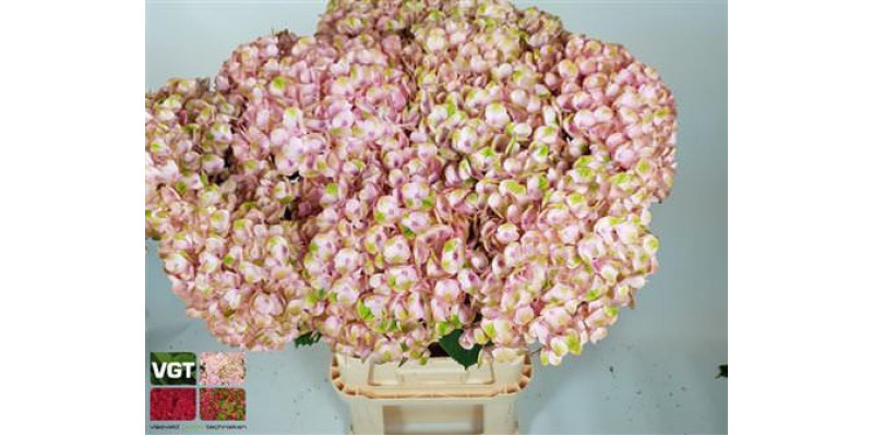 Hydrangea M Revolu Pink 80cm 80cm A1