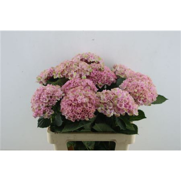Hydrangea M Revol Pink 60-17 60 cm  A1