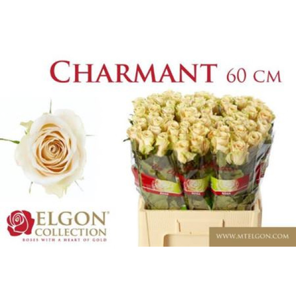 Rose Gr Charmant 60cm  Col-Cream