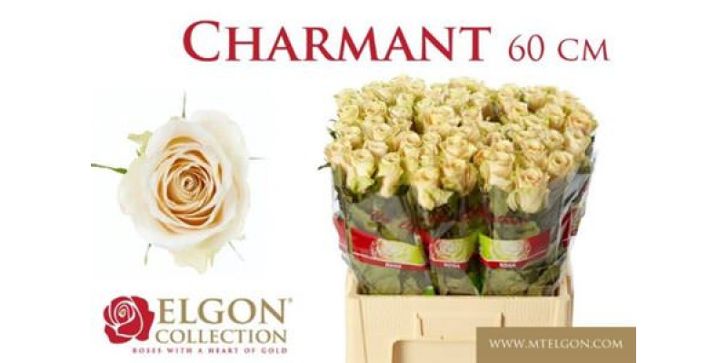 Rose Gr Charmant 60cm  Col-Cream