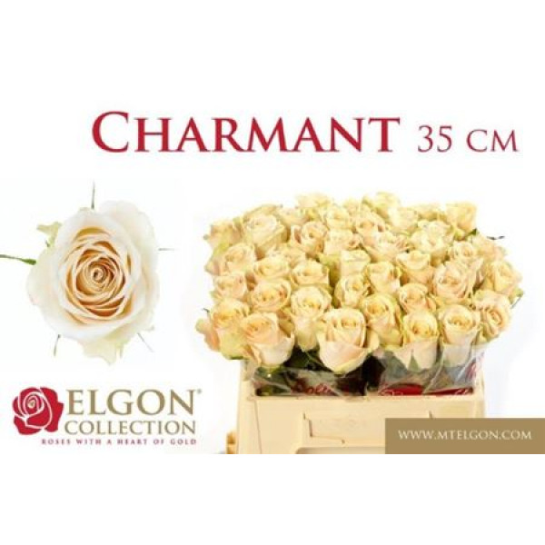 Rose Gr Charmant 35cm A1