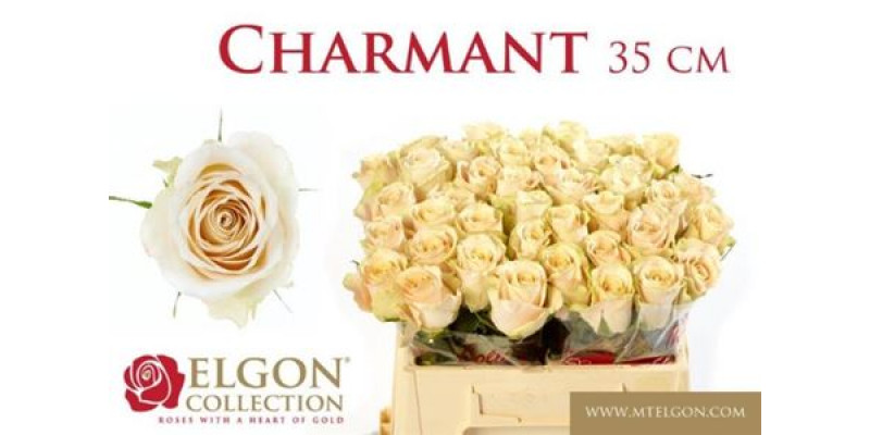 Rose Gr Charmant 35cm A1