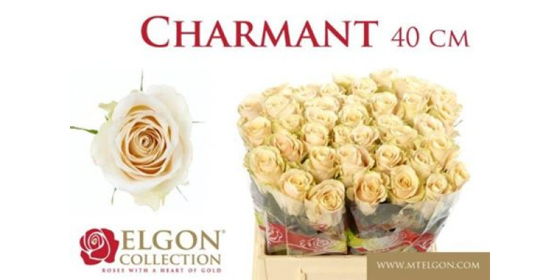 Rose Gr Charmant 40cm A1 Col-Cream