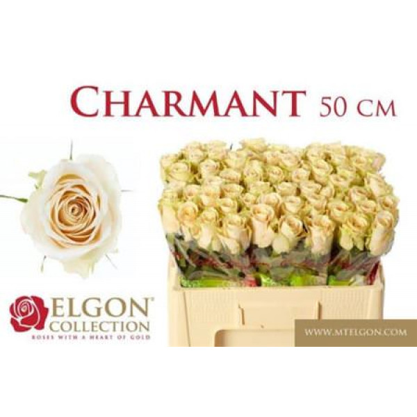 Rose Gr Charmant 50cm A1 Col-Cream