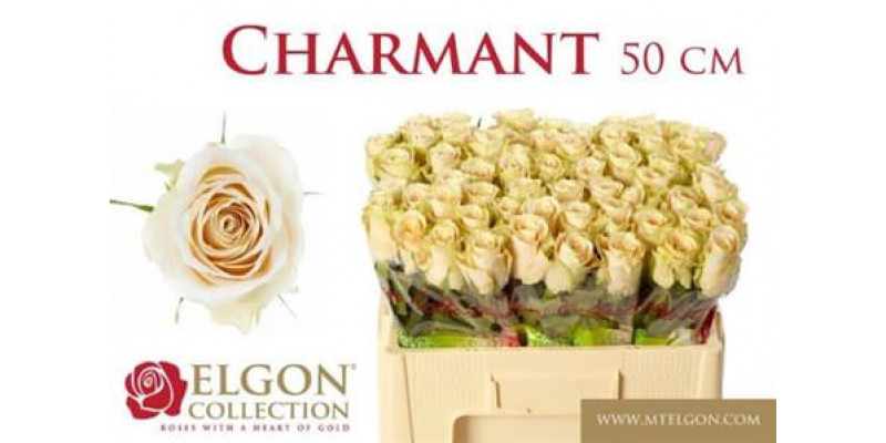 Rose Gr Charmant 50cm A1 Col-Cream