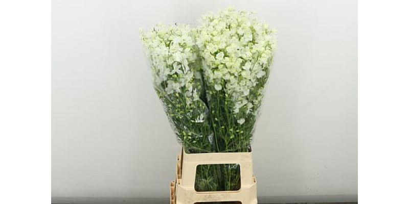 Delphinium En M Sil White 80  cm A1