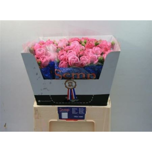 Rose Tr Misty Bubbles 60cm A1