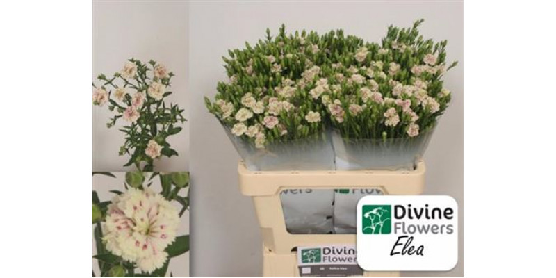 Dianthus Raffine Elea 65cm A1 Col-Salmon Pink